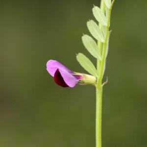 Photographie n°115481 du taxon Vicia sativa L.