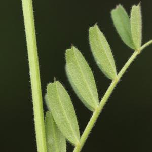 Photographie n°115483 du taxon Vicia sativa L.