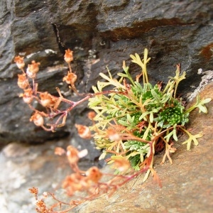  - Saxifraga exarata subsp. exarata
