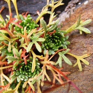  - Saxifraga exarata subsp. exarata