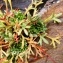  Alain Bigou - Saxifraga exarata subsp. exarata