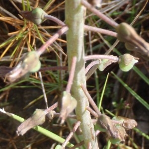 Photographie n°115527 du taxon Muscari comosum (L.) Mill. [1768]