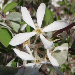 Photographie n°115547 du taxon Amelanchier ovalis Medik. [1793]