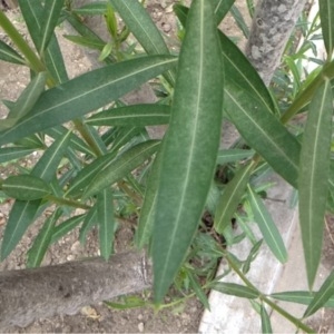 Photographie n°115554 du taxon Nerium oleander L. [1753]