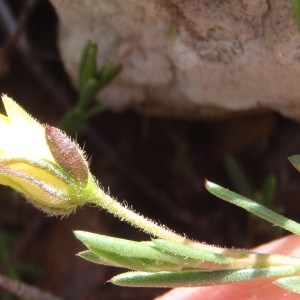 Photographie n°115556 du taxon Fumana procumbens (Dunal) Gren. & Godr. [1847]