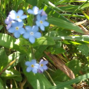 Photographie n°115572 du taxon Myosotis des champs