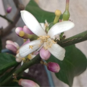 Photographie n°115580 du taxon Citrus limon (L.) Burm.f. [1768]