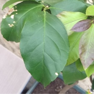 Photographie n°115581 du taxon Citrus limon (L.) Burm.f. [1768]