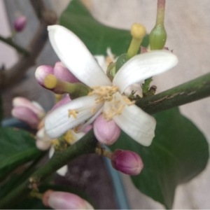 Photographie n°115584 du taxon Citrus limon (L.) Burm.f. [1768]