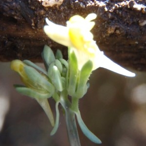 Photographie n°115600 du taxon Linaria simplex (Willd.) DC. [1805]