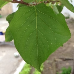 Photographie n°115616 du taxon Prunus armeniaca L. [1753]