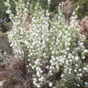 Photographie n°115645 du taxon Amelanchier ovalis Medik. [1793]