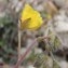  Genevieve Botti - Helianthemum oelandicum subsp. italicum (L.) Ces. [1844]