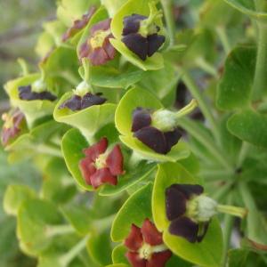 Photographie n°115651 du taxon Euphorbia characias L. [1753]