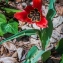  Denis Nespoulous - Tulipa praecox Ten. [1815]