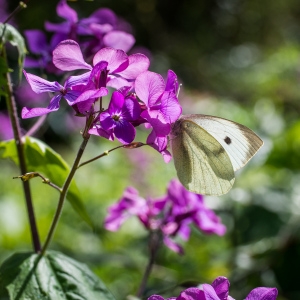 Photographie n°115681 du taxon Lunaria annua L. [1753]