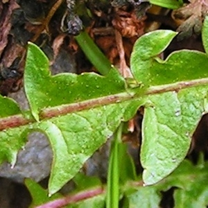  - Taraxacum dissectum (Ledeb.) Ledeb. [1846]