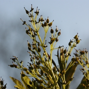 Photographie n°115719 du taxon Fraxinus excelsior L. [1753]