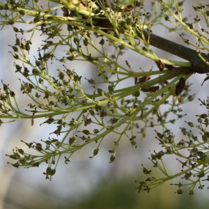 Photographie n°115720 du taxon Fraxinus excelsior L. [1753]