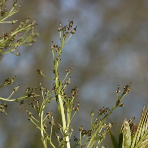 Photographie n°115721 du taxon Fraxinus excelsior L. [1753]