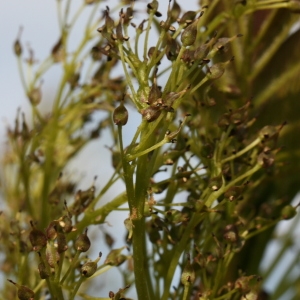 Photographie n°115722 du taxon Fraxinus excelsior L. [1753]