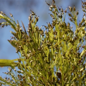 Photographie n°115724 du taxon Fraxinus excelsior L. [1753]