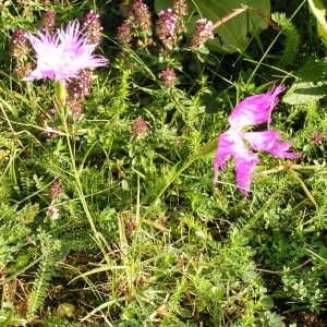 Photographie n°115733 du taxon Dianthus hyssopifolius L.