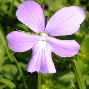 Photographie n°115739 du taxon Viola cornuta L. [1763]