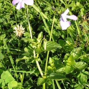 Photographie n°115740 du taxon Viola cornuta L. [1763]