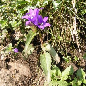 Photographie n°115741 du taxon Campanula glomerata subsp. glomerata