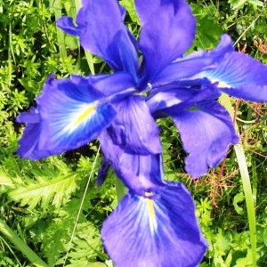 Photographie n°115747 du taxon Iris latifolia (Mill.) Voss [1895]