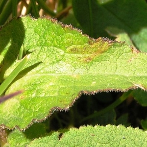 Photographie n°115795 du taxon Campanula glomerata subsp. glomerata