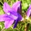  Alain Bigou - Campanula glomerata subsp. glomerata