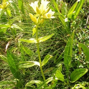 Photographie n°115798 du taxon Gentiana burseri subsp. burseri