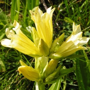 Photographie n°115799 du taxon Gentiana burseri subsp. burseri