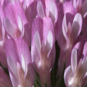 Photographie n°115804 du taxon Trifolium pratense L. [1753]