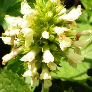  - Stachys alopecuros subsp. alopecuros