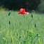  EL HOUSSINE Bouiamrine - Papaver rhoeas L.