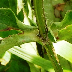 Photographie n°115814 du taxon Prunella grandiflora (L.) Schöller [1775]