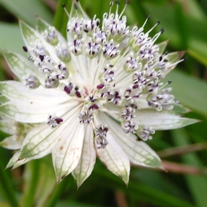 Photographie n°115822 du taxon Astrantia major L. [1753]