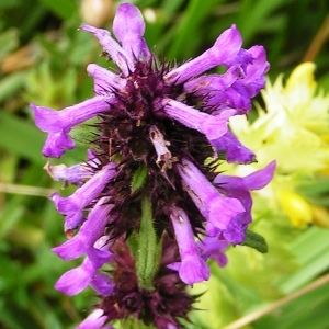  - Betonica officinalis subsp. officinalis