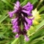  Alain Bigou - Betonica officinalis subsp. officinalis