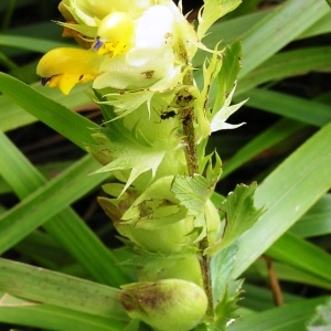 Photographie n°115826 du taxon Rhinanthus angustifolius C.C.Gmel. [1806]