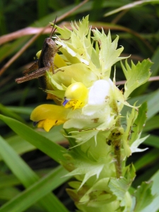 Alain Bigou, le 16 juillet 2006 (Oô (Val d'Esquierry))