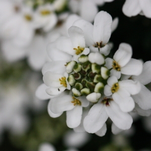 Photographie n°115832 du taxon Iberis sempervirens L. [1753]