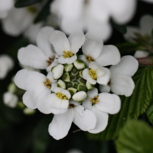 Photographie n°115833 du taxon Iberis sempervirens L. [1753]