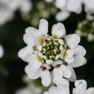 Photographie n°115834 du taxon Iberis sempervirens L. [1753]