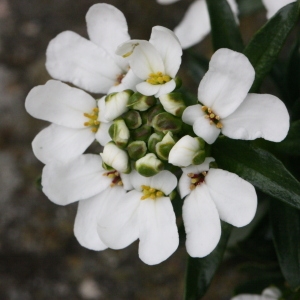 Photographie n°115838 du taxon Iberis sempervirens L. [1753]