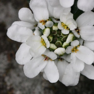 Photographie n°115839 du taxon Iberis sempervirens L. [1753]