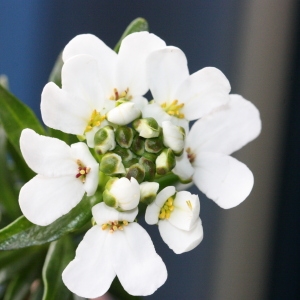 Photographie n°115860 du taxon Iberis sempervirens L. [1753]